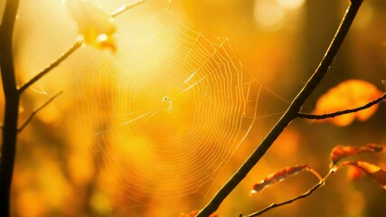 Wall Mural - spider web on branches backlit by golden autumn sunlight