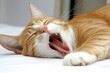 © Nataliya - Orange tabby cat yawning and stretching while lying on a white surface