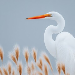 nature or wildlife photography can be beautifully captured with a white bird standing on a lush gree