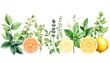 © Adobe worker  - Watercolor Herbs and Citrus Fruits.citrus fruit, herbal tea, fresh produce, creativity, growth, ideas, no people, color image, close-up, illustration, studio shot, kyiv, leaf, nature, pattern,