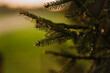 © ADDICTIVE STOCK - Young spruce needles in soft focus
