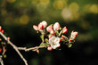 © ADDICTIVE STOCK - Apple blossom in full bloom on branch