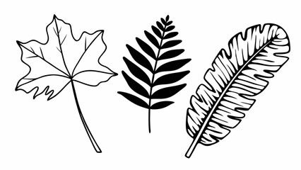 Poster - Illustration of a maple leaf, fern leaf, and banana leaf in black and white line art style design created with generated ai