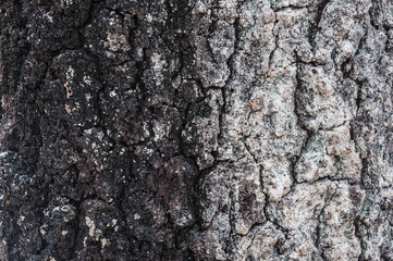 detailed bark texture captured in a swedish forest, showcasing natural patterns and colors found on 