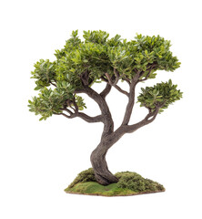 Poster - Elegant Green Tree with Curved Trunk isolated on white or transparent background Cutout PNG