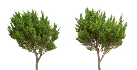 Poster - Stylized Evergreen Trees Isolated on Transparent Background