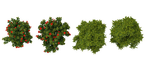 Poster - set of Hibiscus rosa-sinensis,BUCIDA trees on transparent background from the top view