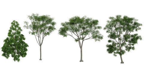Poster - set of Jacaranda,Michelia trees on transparent background