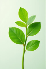 Poster - A single plant with green leaves placed in a vase
