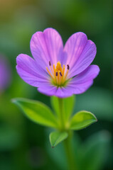 Poster - Close-up shot of a vibrant purple flower with lush green leaves