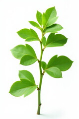 Aufkleber - A small plant with green leaves growing on a plain white background, suitable for designs and presentations