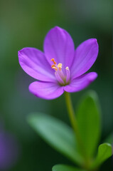 Poster - A close-up shot of a beautiful purple flower surrounded by green leaves