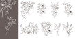 © Xenia - Trendy floral wildflowers and leaves line art illustration. Botanical Line Art Collection of wildflowers. Hand drawn line art graphics. Luxury Fine Line Floral Art. Perfect for Elegant wedding invite