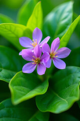 Poster - A close-up shot of a purple flower with green leaves, perfect for use in floral designs or as a decorative element