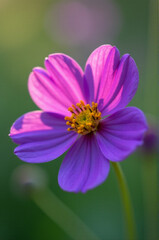 Poster - A detailed view of a purple flower with blurred surroundings
