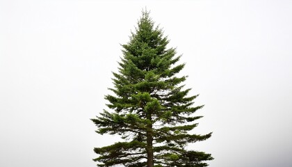 tall coniferous tree against a bright white background conifer nature forest