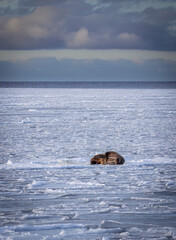 Wall Mural - A walrus on the ice in Spitsbergen