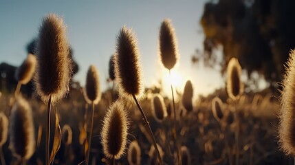 Aufkleber - Field of tall grass with a sun in the background. The sun is setting and the grass is dry