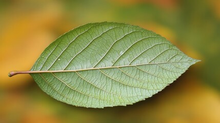 Poster - Leaf is shown in a close up, with the veins clearly visible. The leaf is green and he is wet, giving it a fresh and vibrant appearance