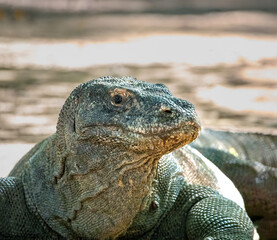 Naklejka na meble Closeup of a large Komodo dragon, Komodo Island, Indonesia
