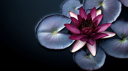 Aufkleber - Purple flower is floating on a pond. The flower is surrounded by water lilies. The image has a calming and serene mood