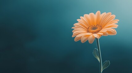 Poster - The image features a close-up of a bright yellow flower with delicate petals set against a dark backdrop, highlighting texture and lighting