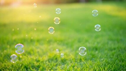 Wall Mural - bubbles floating over green grass in sunlight