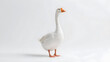 © MonstaStock - white Goose isolated on white background