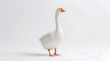 white Goose isolated on white background