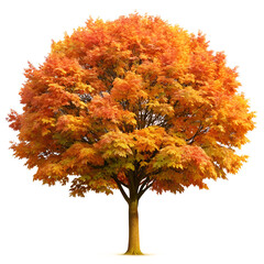 maple tree isolated on white background