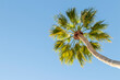 © PetraJPhoto - palm tree on blue sky background, view from bellow up, space for copy