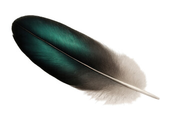 Poster - Single iridescent feather with green, black, and white colors isolated on a transparent background, ideal for graphic design projects