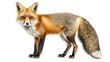© Discover stocks - Fiery red fox standing in an alert stance thick tail curling elegantly ultra HD fur details isolated on a white background