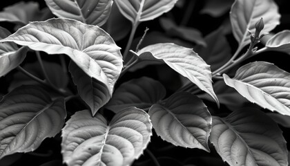 Poster - high contrast black and white rendering of the leaves and stems emphasizing detailed textures