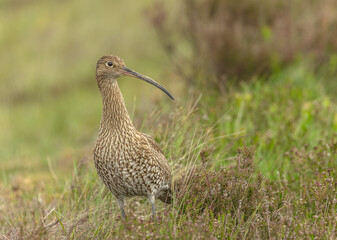 Wall Mural - curlew, scientific name: numenius arquata. adult curlew facing right in natural habitat on managed g