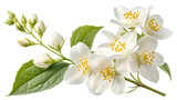 jasmine flower one stalks isolated transparent background, realistic image, 8k resolution