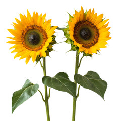 Poster - Bright and vibrant sunflowers with large yellow petals and dark centers, showcasing their natural beauty and charm. Perfect for adding cheerful touch to any design