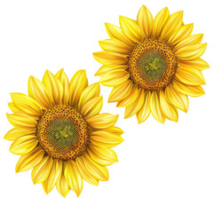 Poster - Bright and vibrant sunflowers with golden petals and rich green centers, symbolizing warmth and positivity, perfect for nature themed designs