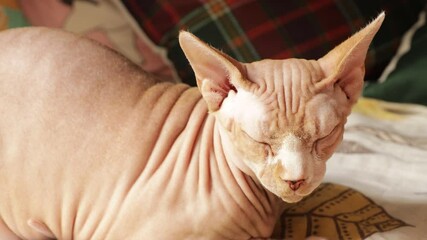 Aufkleber - A hairless cat lying on a bed, appears relaxed and calm