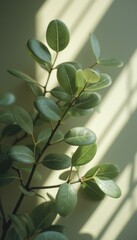 Aufkleber - Green Leaves on a Branch with Soft Sunlight on a Neutral Green Background for Minimalist Decor