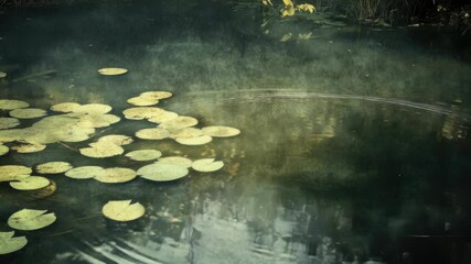 Poster - A serene scene featuring lily pads floating on the surface of a calm pond