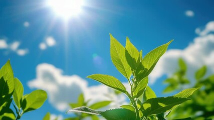 Poster - A close-up shot of a plant with the sun shining in the background