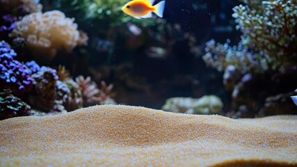 Poster - A colorful fish swims in an aquatic environment with sandy bottom