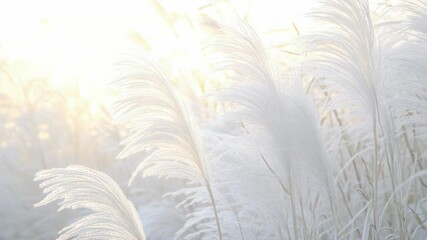 Poster - A warm sun shines through frozen grass, a symbol of hope and renewal