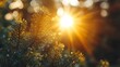 © Muhammad - Pine branch in sunlight
