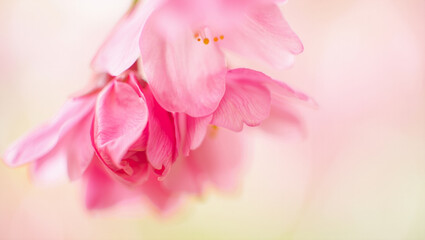 close up of pink flower