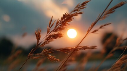 Aufkleber - Waves of tall grass gently sway in the warm summer breeze as the sun sets on the horizon. The golden light creates a tranquil atmosphere in a peaceful rural setting