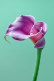 Purple calla lily with soft gradient petals and a vivid green stem against a mint green background. Elegant curves, natural beauty minimalistic backdrop.