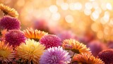 colorful mums flowers on warm bokeh background