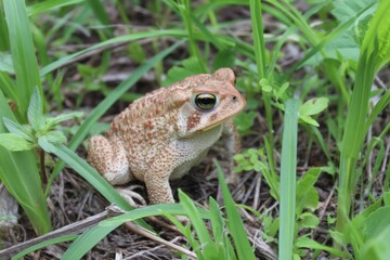 Poster - American Toad Sitting in Grass, Representing Springtime Biodiversity and Wildlife Conservation Efforts in Natural Habitat : Generative AI